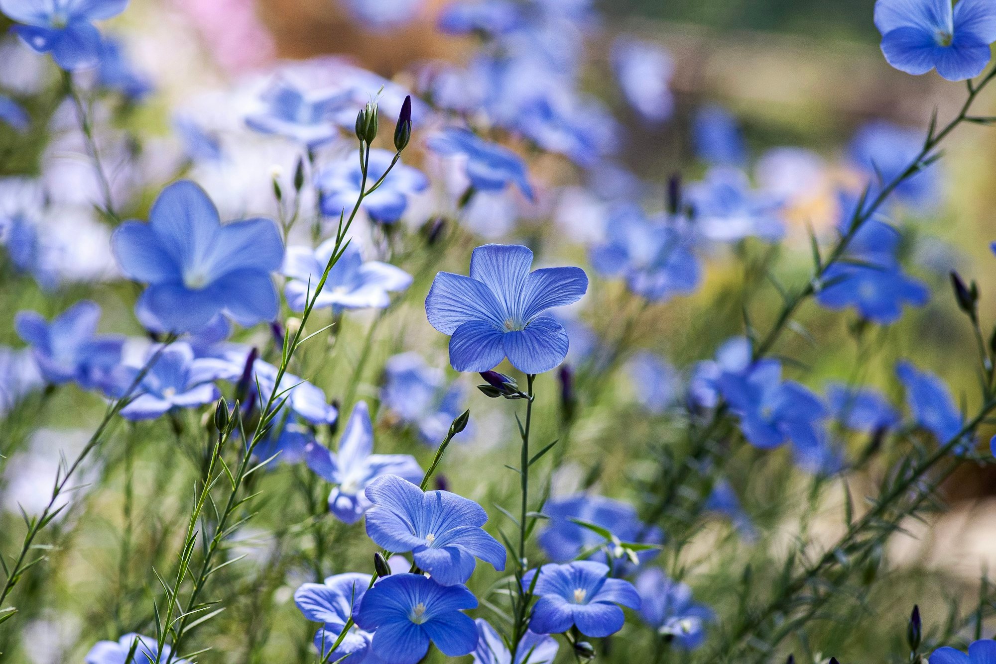Des fleurs de lin bleues dans un champ, au soleil