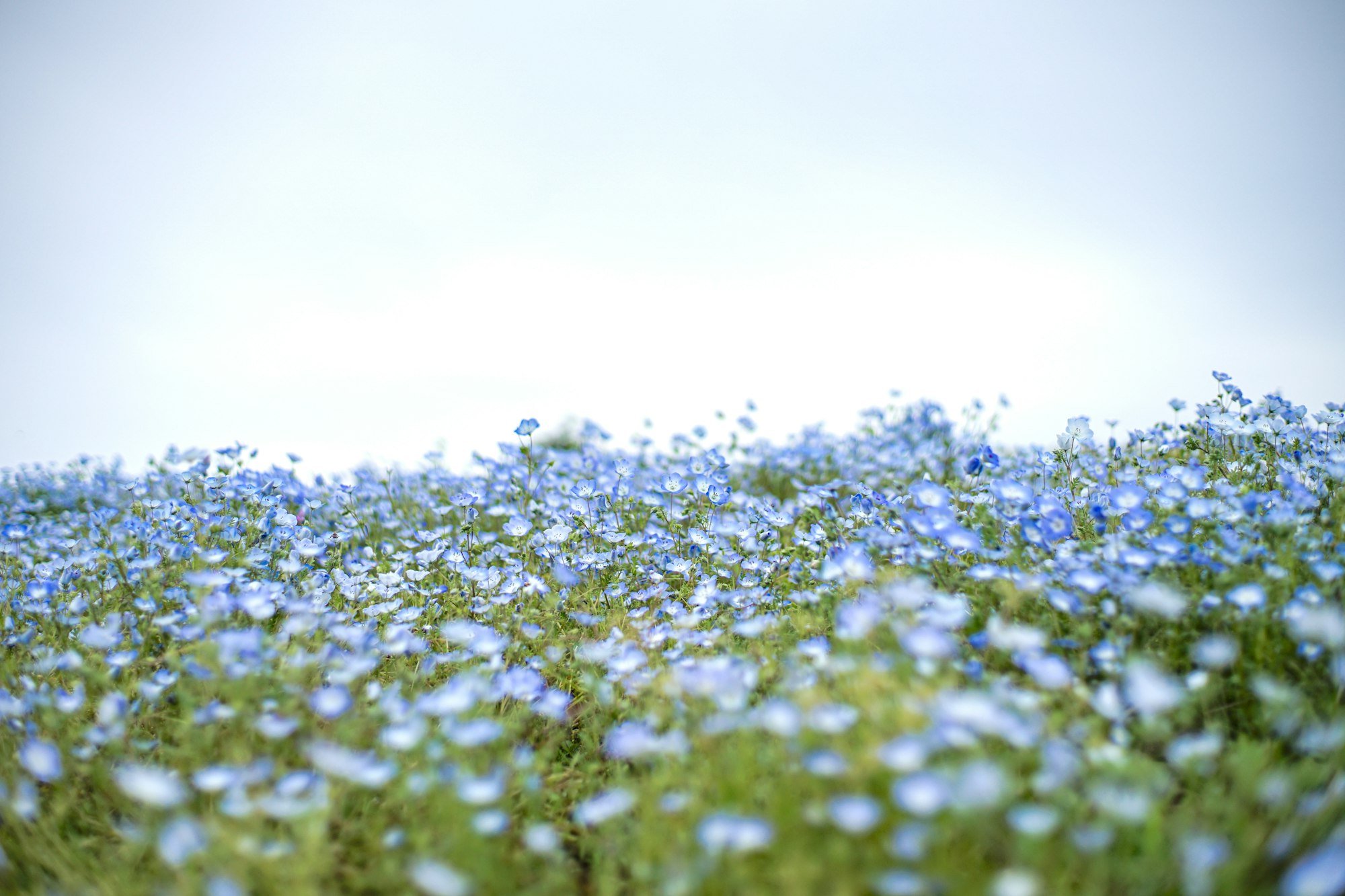 Un champ de lin en fleur sous un ciel clair